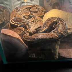 Red Tail Python With Aquarium 