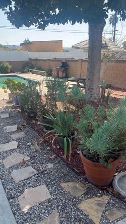 Free plants