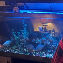 150 gallon fish tank with double filter machine two blowers various artificial plant and props etc