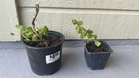 Mint herb- organic homegrown