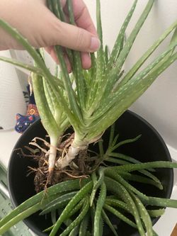 Free Aloe Vera Plants (no pot)