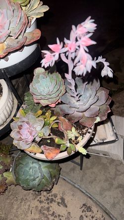 Mixed Succulent Arrangement in Round Pot