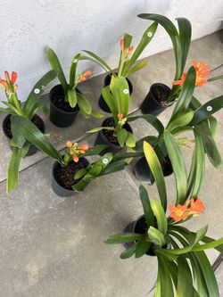 Homegrown Orange Clivia Flowers