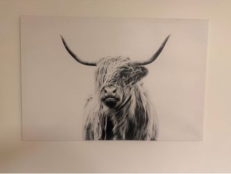 Highland Cow Canvas