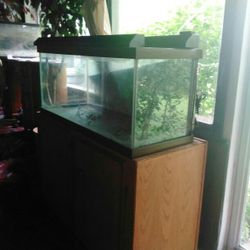 Fish Tank 