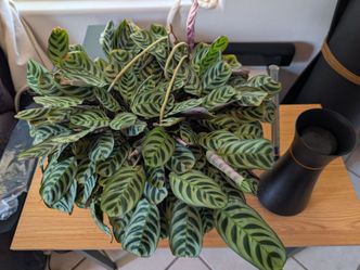 Large Fishbone Prayer Plant (Ctenanthe Burle-Marxii) in Hanging Planter