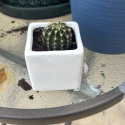 Cactus And Succulents 