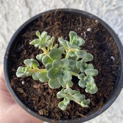 4 Inch Pot Rare Succulent Plant - Sedum Spathulifolium - Cape Blanco Stonecrop - Rooted & Stablished - Drought Resistant - 🪴