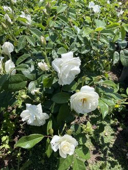 Rosas aisber 5 Galodes $10