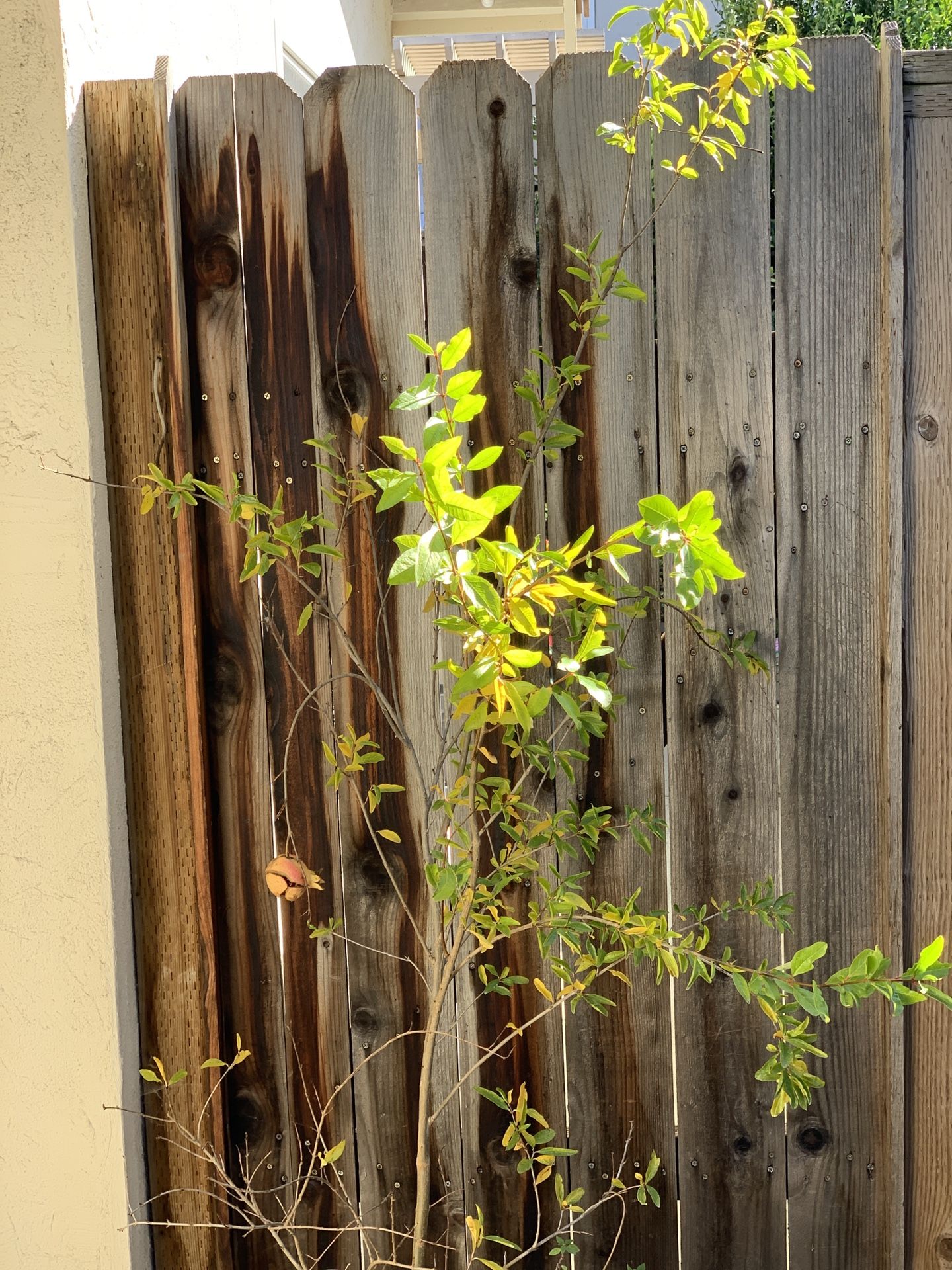 Over 6 FT Tall Organic Large Fruiting Pomegranate Fruit Tree in 5 Gallon Pot Live Plant Located near Shell gas station 1601 North Capitol Ave, San J