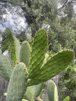 Nopales