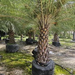 silvester  Palms over 4 feet tall 