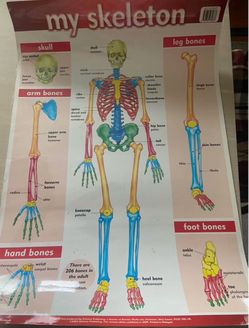 My Skeleton Poster