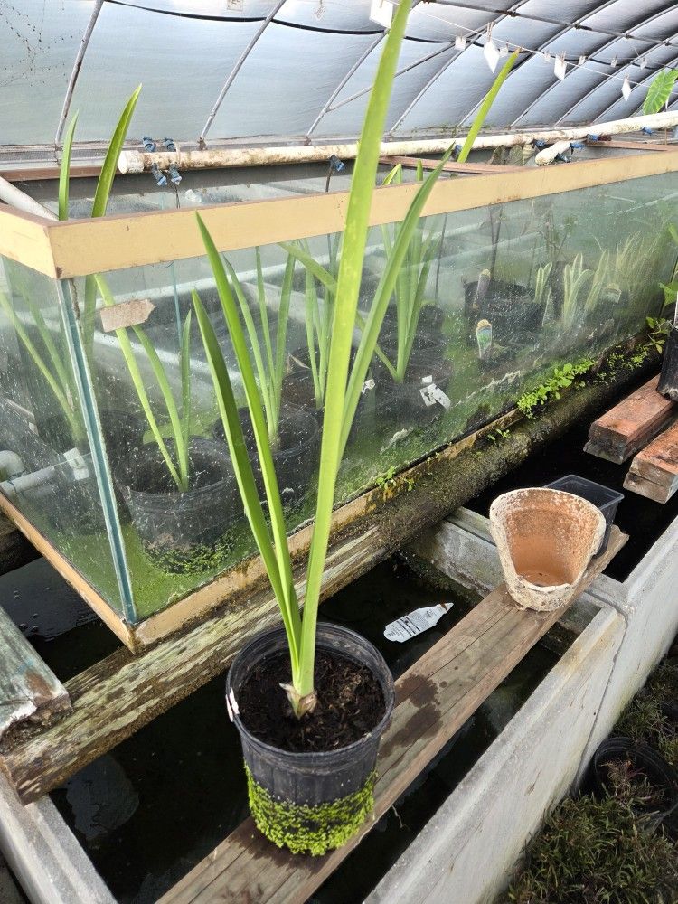 Pond Plants