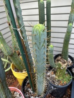 San Pedro, Bolivian Torch Cactus + More
