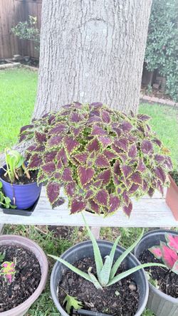 Big size Coleus available