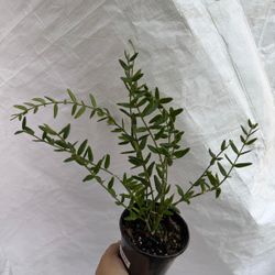 4” hoya engleriana 