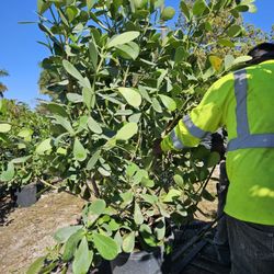 huge clusias and podocarpus Instant privacy Hedge for fence full green 