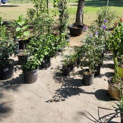 Plants For Sale