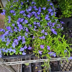 Flowers In 6 Plant  Stndrd Pack-Organically Grown 