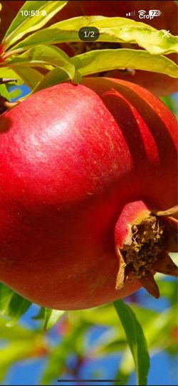 Healthy Fruiting 15 Gallon Promegranate Fruit Tree