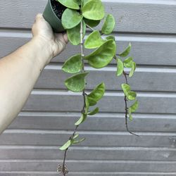 hoya chelsea 4” pot 