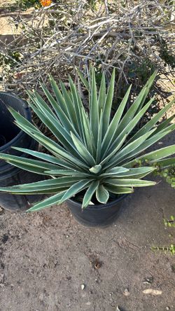 Augustofolia Agave 
