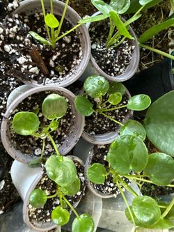 Pilea