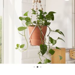 Macrame Plant Holder