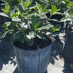 Green Island Ficus - 3 Gallons