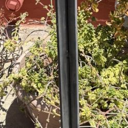 Potted Germanium Plant 