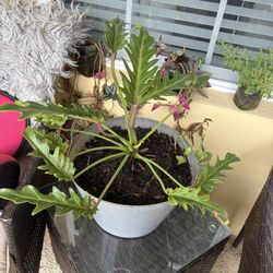 Large Plant