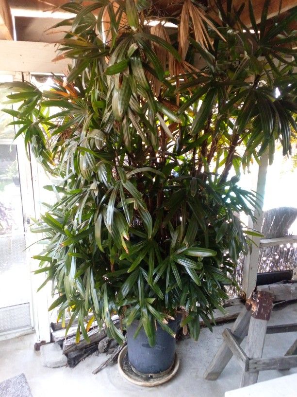 Ex Lg- Indoor Plant 7' Feet Tall In A Pot $130
