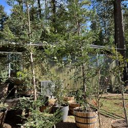 Blue Aptos Redwood Trees