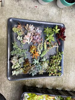 succulent cuttings