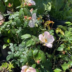 Planta De rosas 