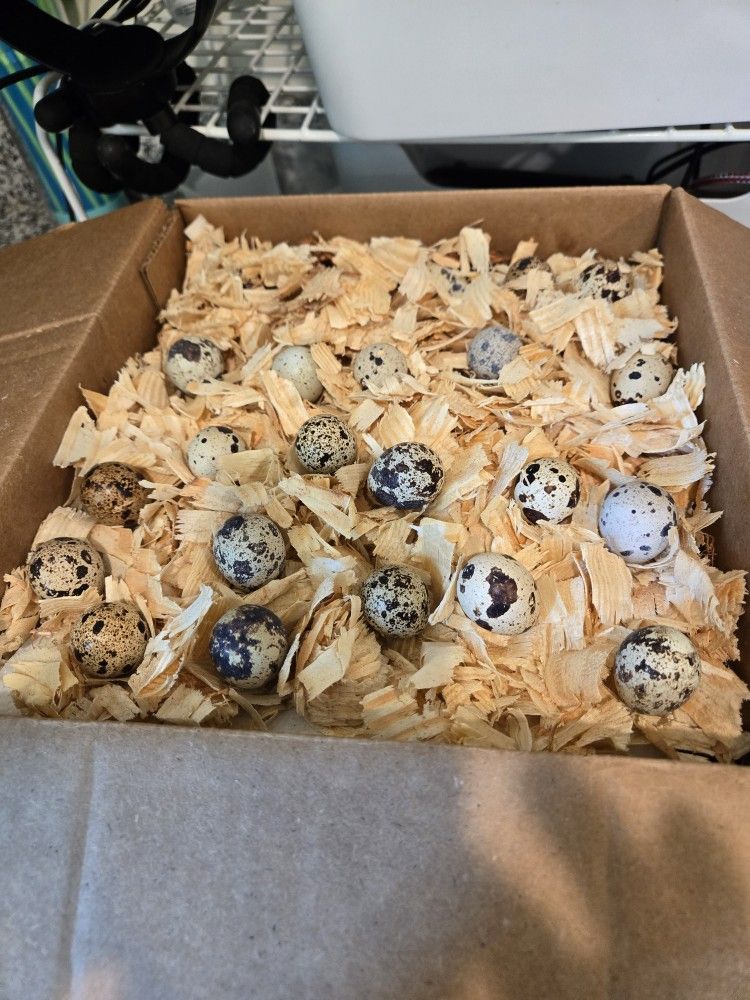 Quail Eggs