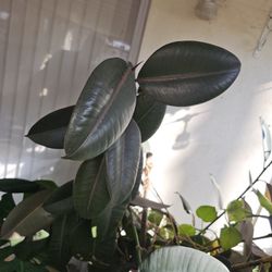 Rubber Plant Large