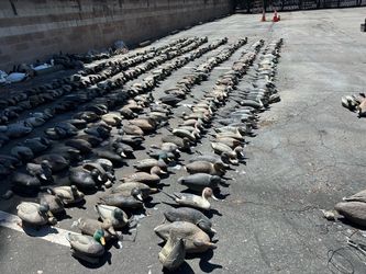 Duck Decoys $3