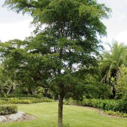 Shady Lady Black Olive Tree 10-12ft Tall