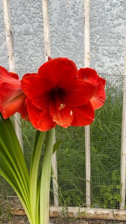 Amaryllis Olaf