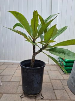 Plumeria Pink Flower Plant