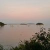 AMaree