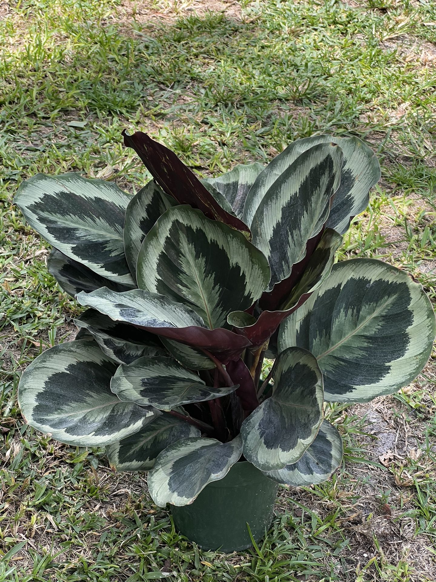 CALATHEA /PRAYER PLANTS (Air Purifying Home or Office) 6” Pot