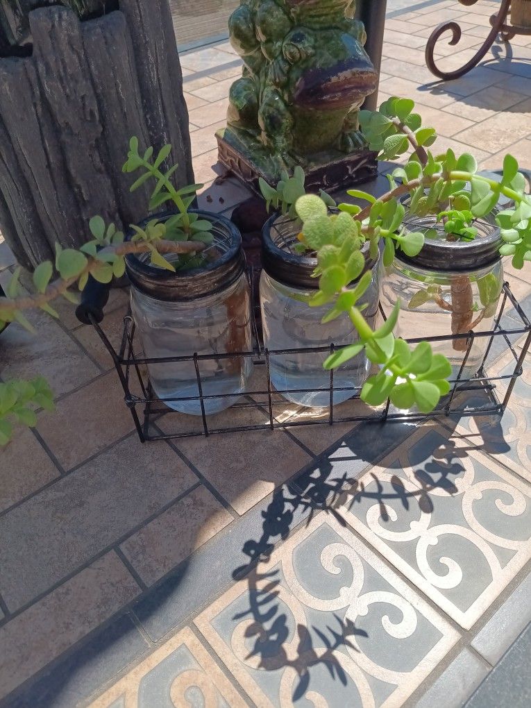 $15 Propagation Jars in Chicken Wire Carrier Elephant Plant Succulent Starters.