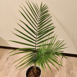 Areca Palm