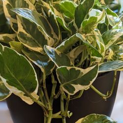 $5/ea OR 3/$12 CUTTINGS: Pearls N Jade Pothos