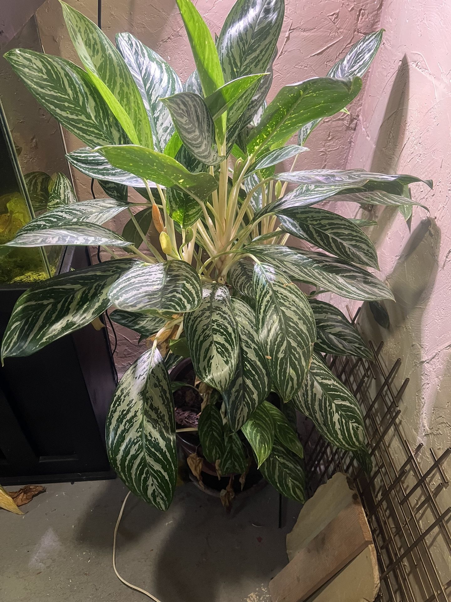 Plants