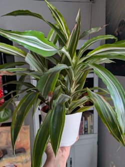 Dracaena 'Warneckii White Jewel' plant