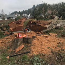 Cedar Slabs!!!! 3k For All Or OBO!